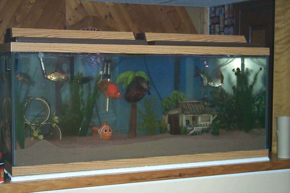 Rated #4058: 75 Gallons Freshwater Fish Tank - Mr. Simmons and his buds