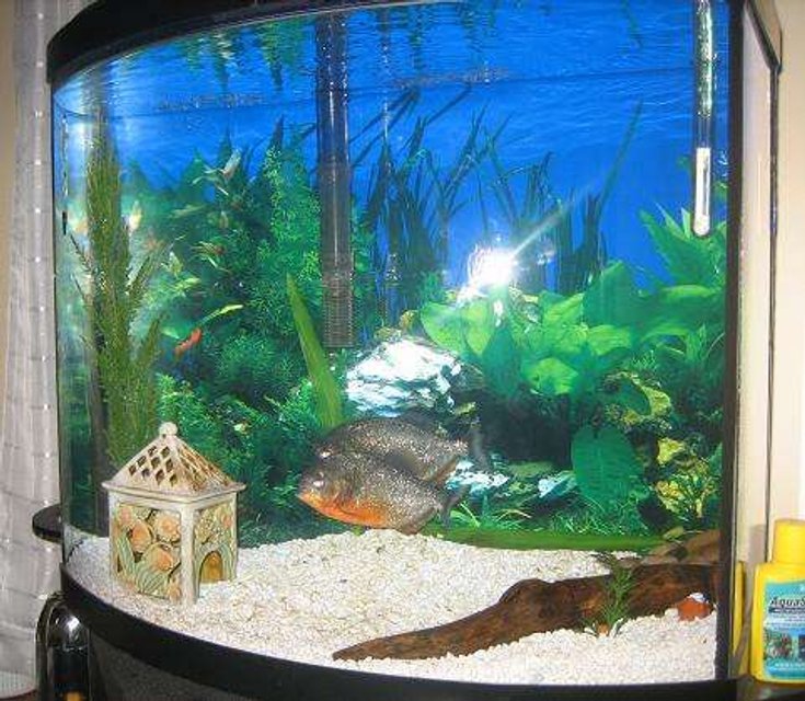 Rated #2858: 26 Gallons Freshwater Fish Tank - These are my two 6 inch Red Belly Piranhas. They are about 3 years old and are very healthy. I hope to have them for many years.