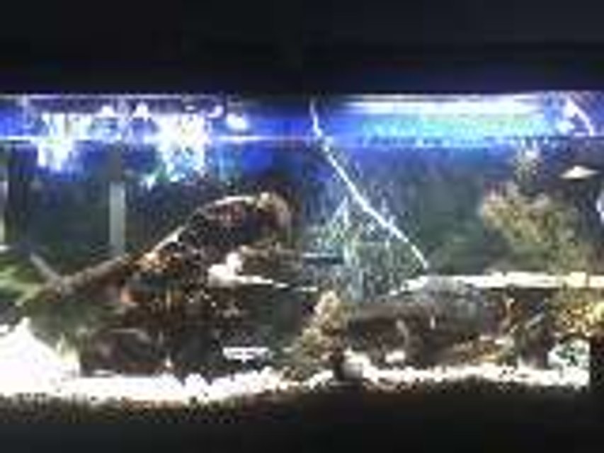 Rated #4177: 55 Gallons Freshwater Fish Tank - my 55 gal. cichlid community tank