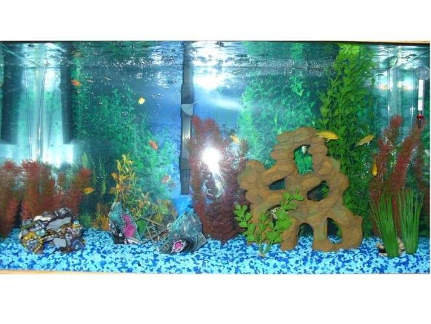 Rated #3985: 29 Gallons Freshwater Fish Tank - 29 gal; 4 cichlids 1 red tail shark