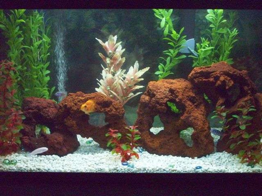 Rated #3020: 30 Gallons Freshwater Fish Tank - Here is my Mixed Cichlid Tank, Mostly African With 2 South Americans in there! Slowly going to add just a few more small things here and there.