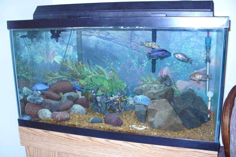 Rated #3495: 55 Gallons Freshwater Fish Tank - 55g african cichlids