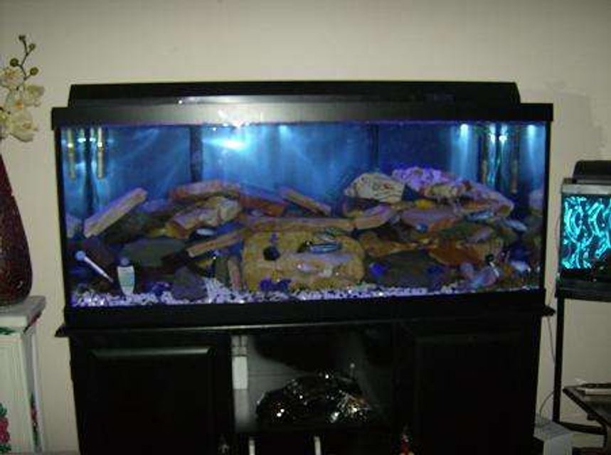 Rated #3225: 75 Gallons Freshwater Fish Tank - my first tank