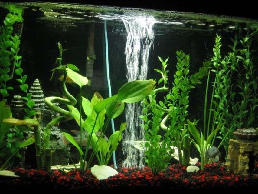 Rated #1618: 29 Gallons Freshwater Fish Tank - Aztec Tank