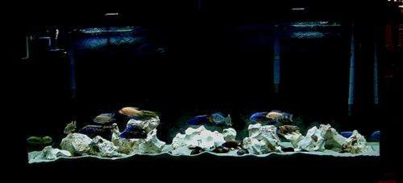 Rated #1787: 20 Gallons Freshwater Fish Tank - My 120 extra high cichlid tank, which houses a couple of haps and peacocks.