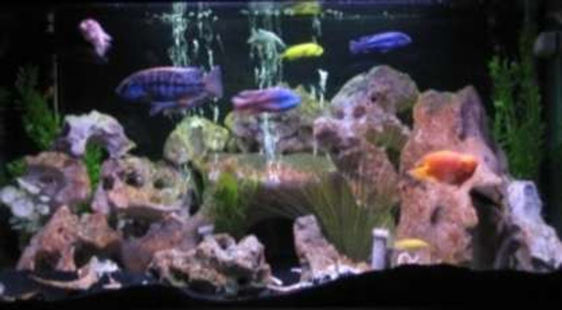 Rated #2818: 75 Gallons Freshwater Fish Tank - 75 gallon