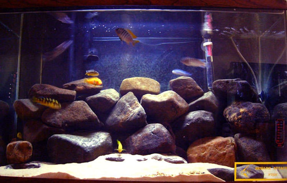 Rated #1568: 29 Gallons Freshwater Fish Tank - Mbuna