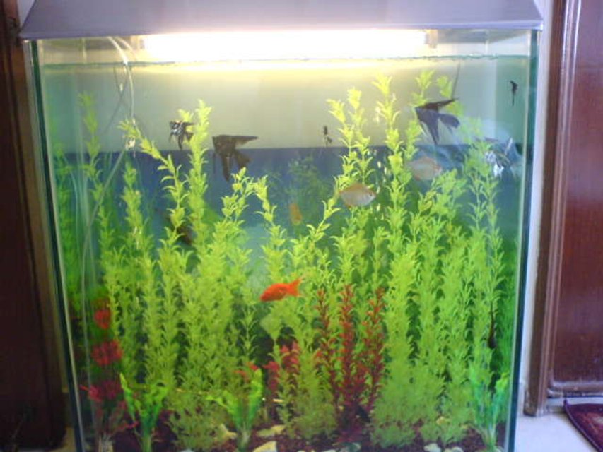 Rated #3954: 350 Gallons Freshwater Fish Tank - first tank,lots more to come