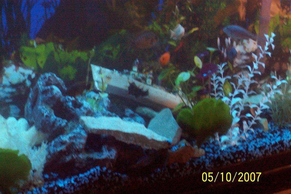 Rated #3836: 55 Gallons Freshwater Fish Tank - "Ocean Foor"-  a better pic of my assorted Cichlid Tank