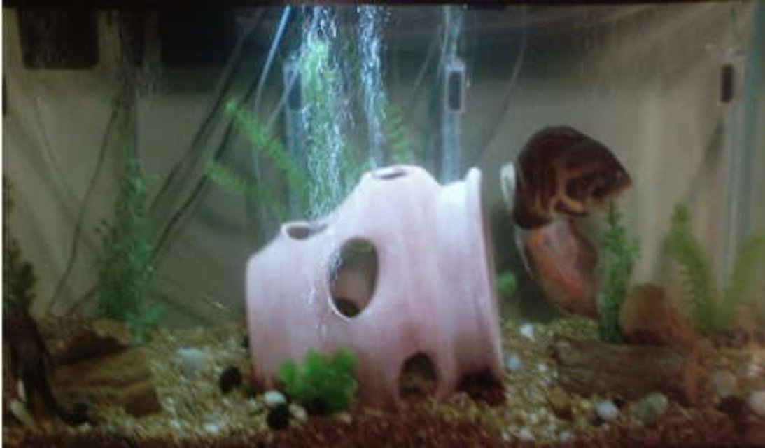 Rated #4180: 55 Gallons Freshwater Fish Tank - 55 gallon two adult oscars and plecostomus. by chance I bought a 30 gallon tank with two adult oscars.  so I decide to switch tanks.  after a day of hard work this is what I ended up with.  I like the remodel the 55 gallon is better of the oscars.  In the near future I will add the jack dempseys.  Still using my fossils but removed castle and add the strawberry pot.