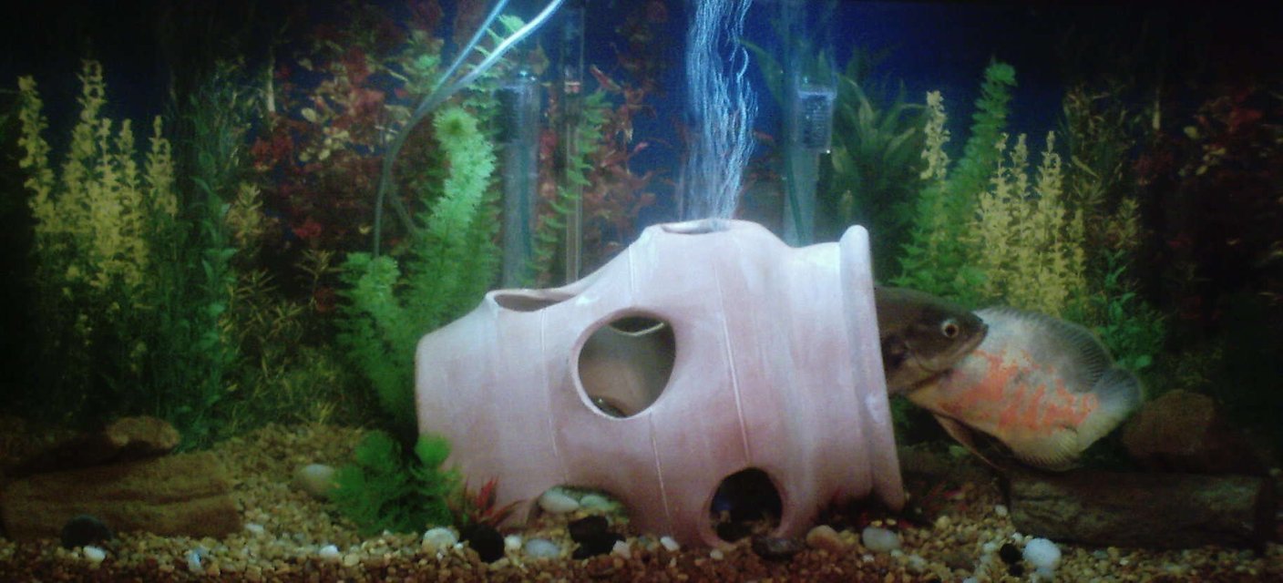 Rated #3618: 55 Gallons Freshwater Fish Tank - This 55 gal has our two adult oscars. They like their strawberry pot.there are four pieces of stigmaria focides , a root fossil from the lepodendron tree, approx. 307 million years old. Other than that, we kept everything else pretty natural but, we used good variety of natural colored stones and gravel. Plastic plants.