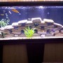 75 gallons freshwater fish tank (mostly fish and non-living decorations) - As of 4/16/11