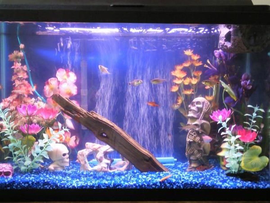 Veronica's Freshwater Tanks Photo (ID 26866) Full Version