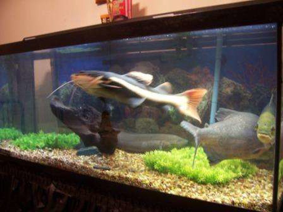Gadgetman S Freshwater Tanks Details And Photos Photo 6354 Gadgetman S Freshwater Tanks Details And Photos Photo 6354 Ratemyfishtank