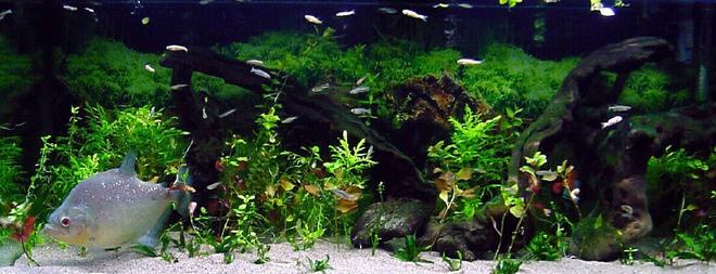 75 gallons planted tank (mostly live plants and fish) - 75 Gallon Diamond Rhom tank