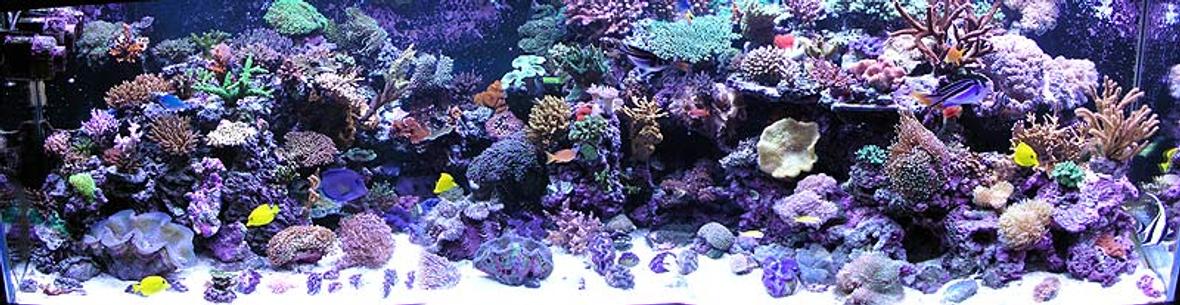 500 gallons reef tank (mostly live coral and fish) - Full reef tank pic. Over 100 coral and 50 fish