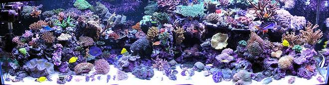 500 gallons reef tank (mostly live coral and fish) - Full reef tank pic.
Over 100 coral and 50 fish