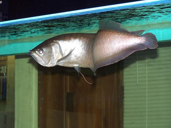 freshwater fish - osteoglossum bicirrhosum - silver arowana stocking in 300 gallons tank - Silver Arowana