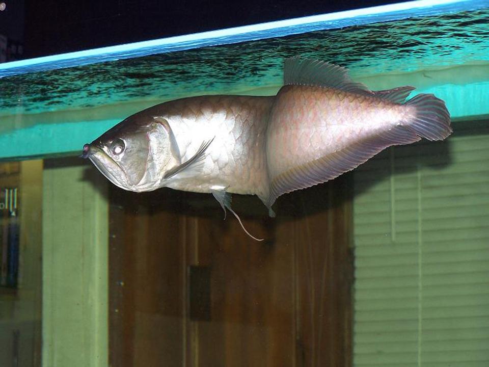 freshwater fish - osteoglossum bicirrhosum - silver arowana stocking in 300 gallons tank - Silver Arowana