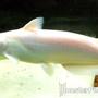 freshwater fish - corydoras aeneus - albino aeneus cory cat stocking in 300 gallons tank - Albino Channel Cat