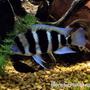 freshwater fish - cyphotilapia frontosa - frontosa cichlid stocking in 300 gallons tank - Frontosa Cichlid