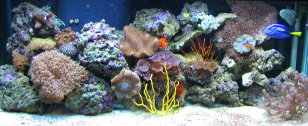 75 gallons reef tank (mostly live coral and fish) - 75 gal reef tank