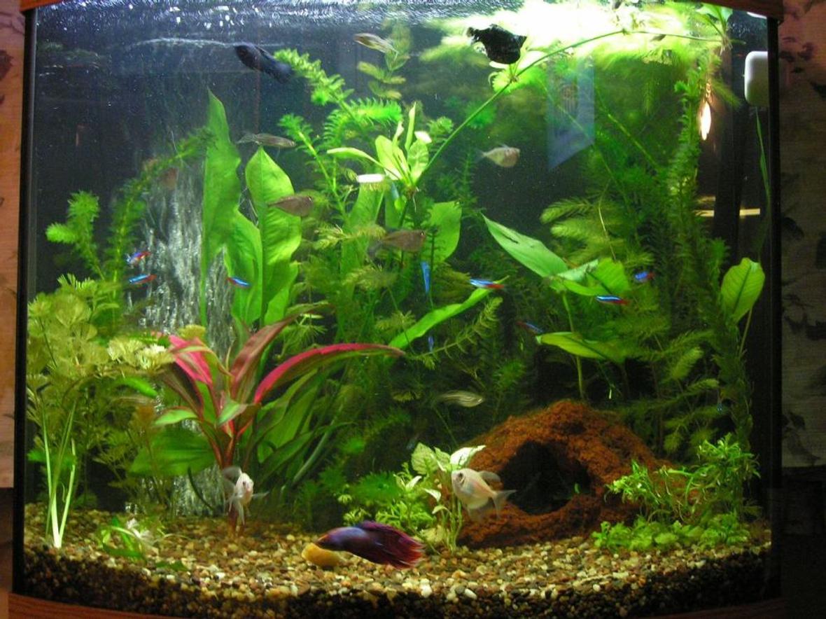 26 gallons planted tank (mostly live plants and fish) - First attempt at an aquarium