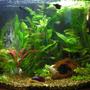26 gallons planted tank (mostly live plants and fish) - First attempt at an aquarium