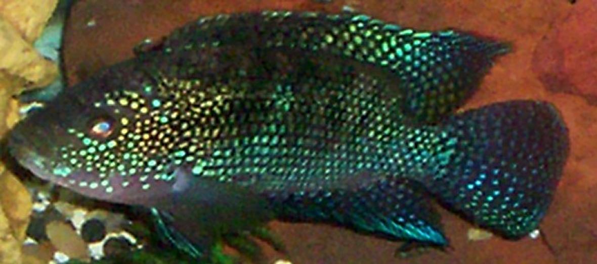 freshwater fish - nandopsis octofasciatum - jack dempsey stocking in 55 gallons tank - jack dempsey