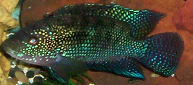 freshwater fish - nandopsis octofasciatum - jack dempsey stocking in 55 gallons tank - jack dempsey