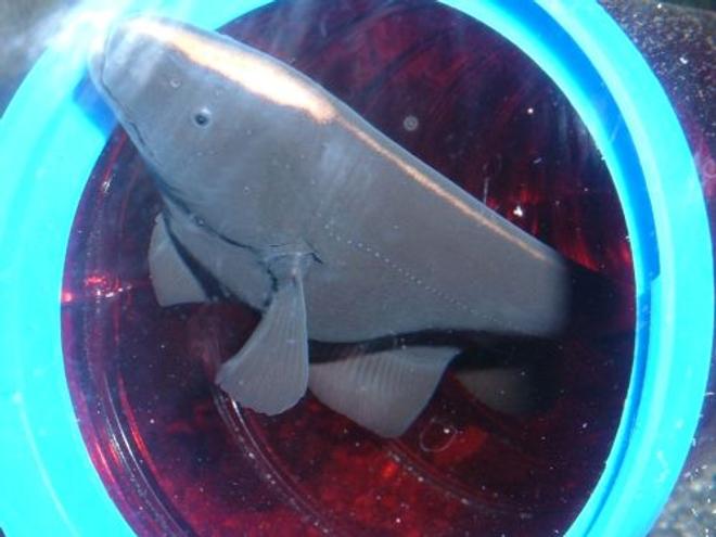 freshwater fish - apteronotus albifrons - black ghost knifefish stocking in 80 gallons tank - Black Ghost Knife