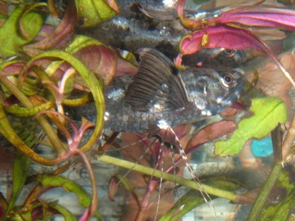 freshwater fish - pantodon buchholzi - african butterflyfish stocking in 80 gallons tank - Butterfly Fish