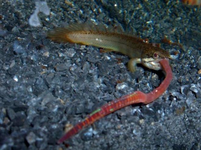 freshwater fish - polypterus senegalus - cuvier bichir stocking in 80 gallons tank - Bichir's Snack Break