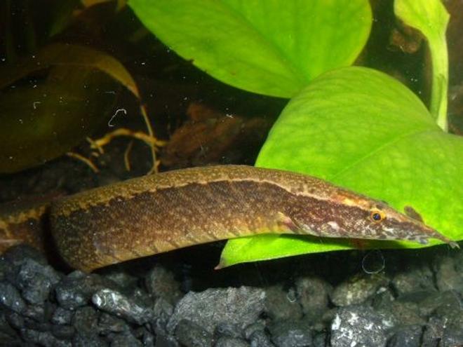 freshwater fish - macrognathus siamensis - peacock eel stocking in 80 gallons tank - Peacock Eel