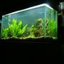 80 gallons freshwater fish tank (mostly fish and non-living decorations) - 80 Gallon Tank
