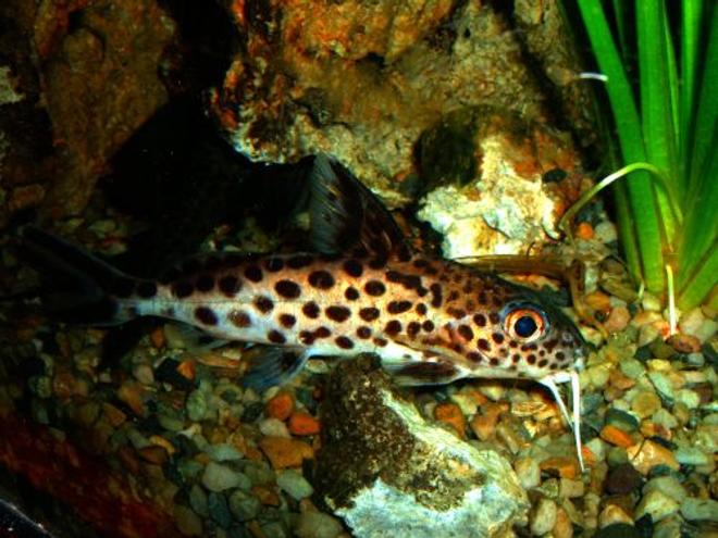 freshwater fish - synodontis multipunctatus - synodontis multipunctatus catfish stocking in 80 gallons tank - Synodontis Multipunctatus Catfish
