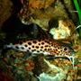 freshwater fish - synodontis multipunctatus - synodontis multipunctatus catfish stocking in 80 gallons tank - Synodontis Multipunctatus Catfish