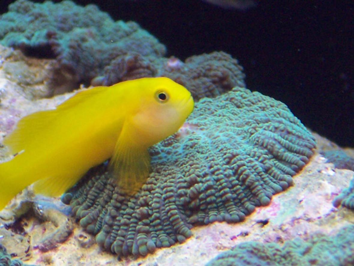 saltwater fish - gobiodon okinawae - clown goby stocking in 120 gallons tank - Krustee the clown gobee on a metllic green mushroom
