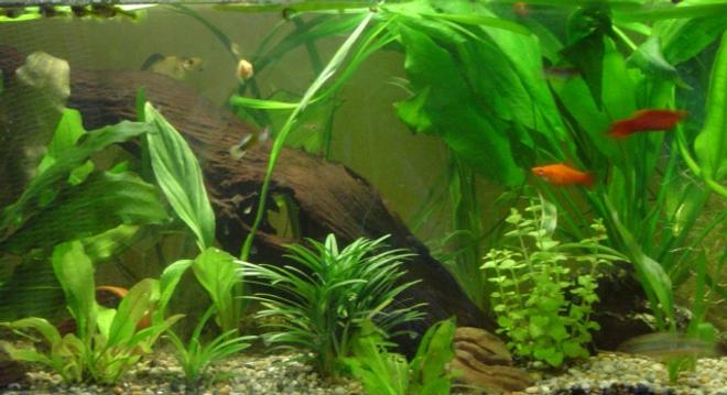 40 gallons planted tank (mostly live plants and fish) - comunity tank, well planted with a variety of different freshwater fish