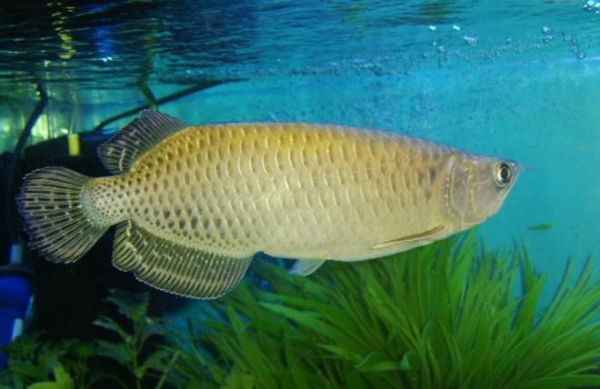 freshwater fish - scleropages jardini - jardini arowana stocking in 120 gallons tank - My 7" Jardini Arowana