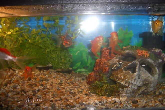 10 gallons freshwater fish tank (mostly fish and non-living decorations) - sams excellent tank