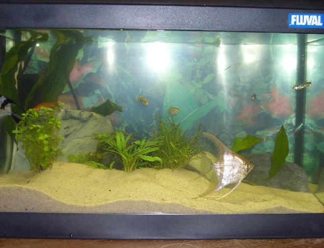 10 gallons freshwater fish tank (mostly fish and non-living decorations)