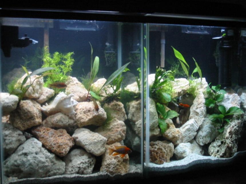 Rated #135: 40 Gallons Planted Tank - High noon