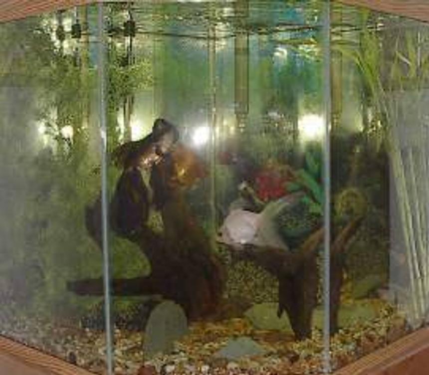 Rated #421: 44 Gallons Freshwater Fish Tank - this is the fish tank
