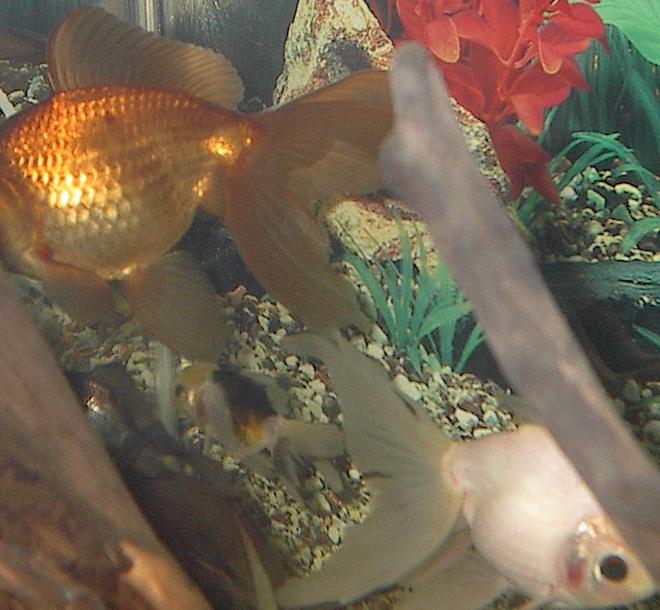 freshwater fish - carassius auratus - red oranda goldfish stocking in 44 gallons tank - look its hide-and-go-seek!!