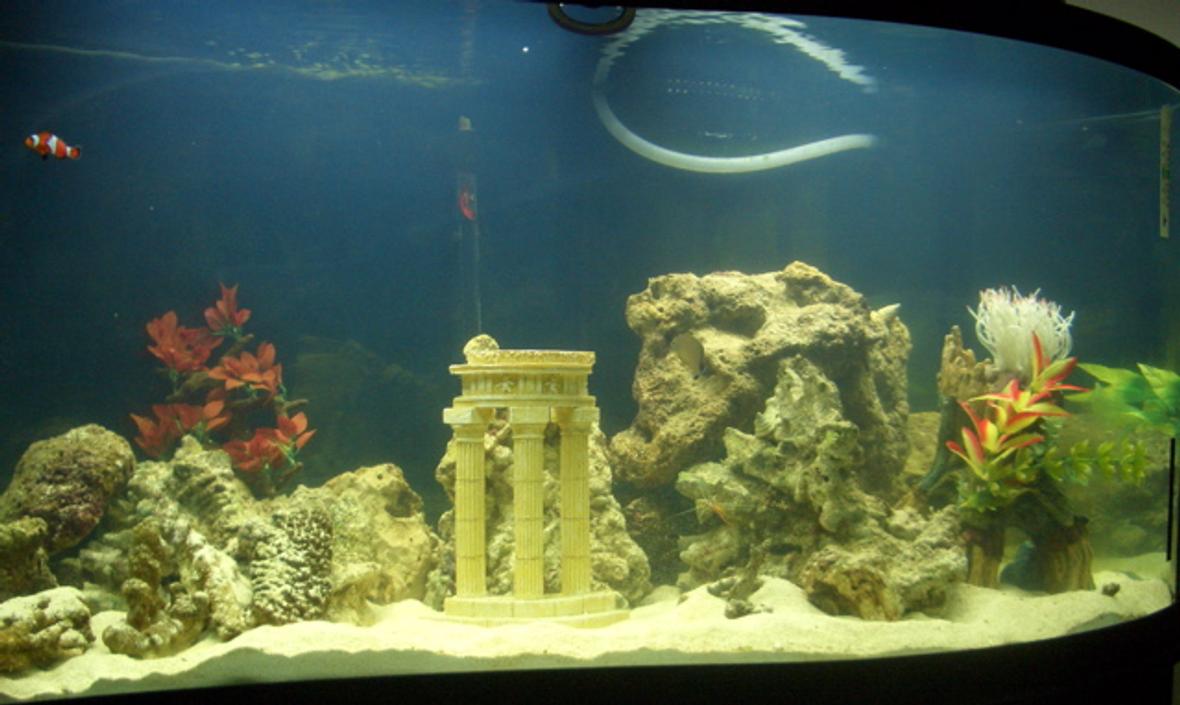 95 gallons freshwater fish tank (mostly fish and non-living decorations) - 95 Gallon WAVE tank. Eible Angel, 3-Stripe Damsel, Royal Gramma, Bullet Goby, True Percula Clown, Regal Tang. UV sterilizer, Berlin Protein skimmer. Wet/Dry filter w/overflow powered by Rio 2100+. 100 pounds of live rock, 100 pounds of live sand. 2 Cleaner shrimp. 5 Turbo Snails.