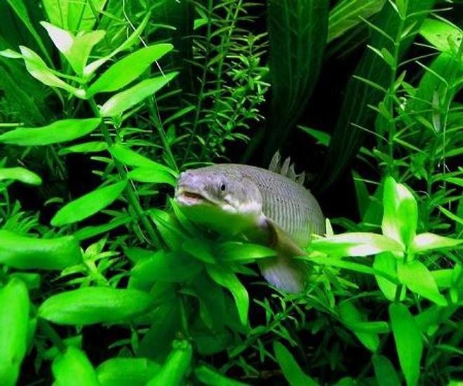 freshwater fish - osteoglossum bicirrhosum - silver arowana stocking in 75 gallons tank - senagal bichir.