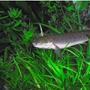 freshwater fish - polypterus palmas - palmas bichir stocking in 75 gallons tank - palamas poli bichir