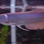 freshwater fish - osteoglossum bicirrhosum - silver arowana stocking in 75 gallons tank - silver arow.