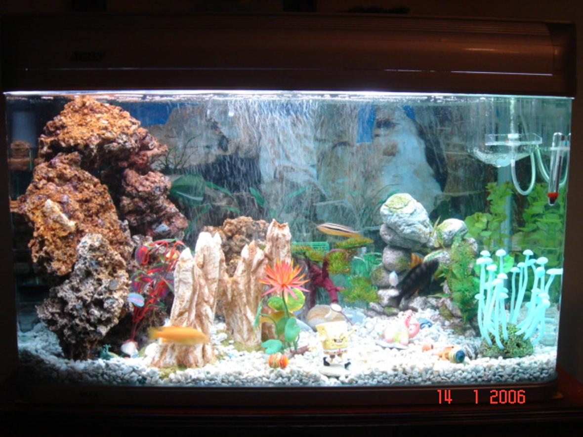 40 gallons freshwater fish tank (mostly fish and non-living decorations) - Its a 40 gallon African Tank with 16 Cichlids